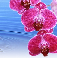 Flower Essence & Gem Report